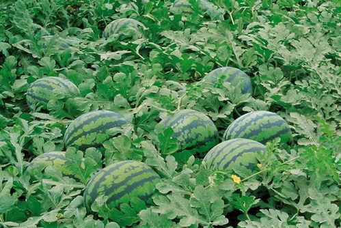 摆摊网红吃瓜视频大全,趣味视频大全集锦